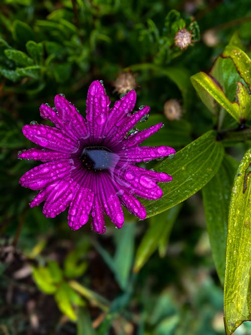 Close-up of a Wet Purple African Daisy 