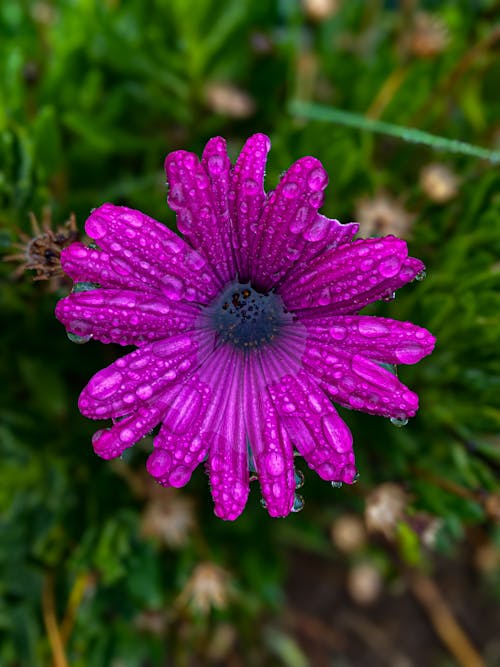 Raindrops on Purple Flower