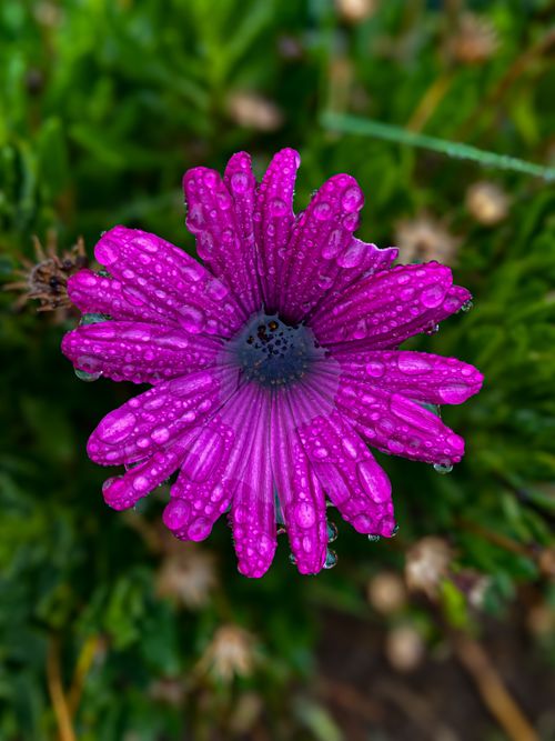 Flower Pdf Photos, Download The BEST Free Flower Pdf Stock Photos & HD ...