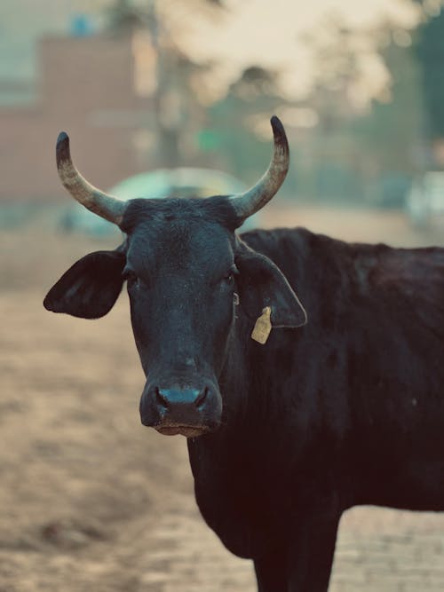 A black cow with horns standing on a dirt road