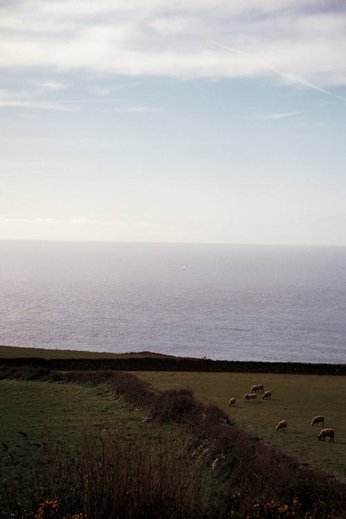 Ocean view with sheep