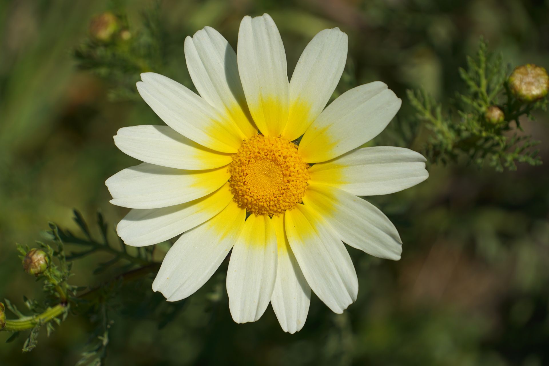 Close-up of a vibrant oxeye daisy flower in Mikonos, Greece, showcasing its bright petals.
