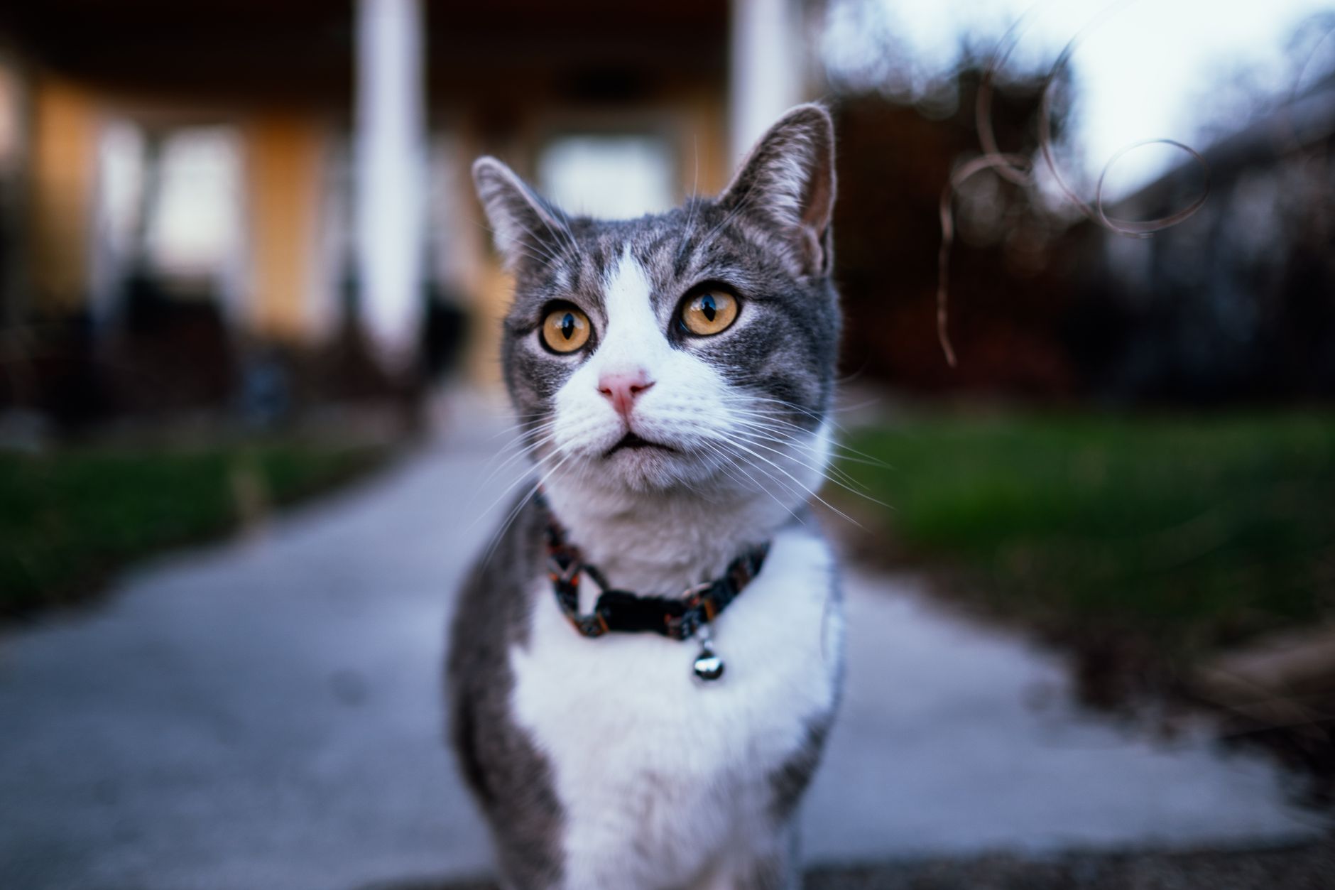 Best Flea Collars for Cats 2026: 8-Month, Waterproof & Safe