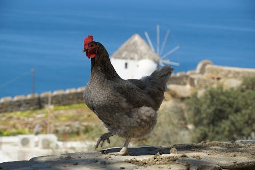 Foto stok gratis ayam betina, burung, dinding