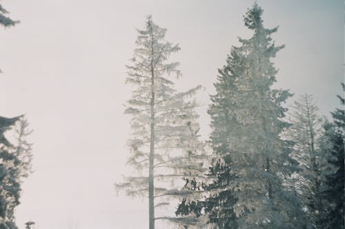 Fog over Trees in Forest in Winter