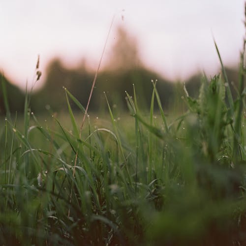 Raindrops on Grass