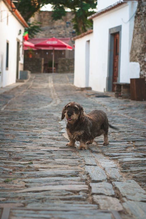 Dog on Cobblestone Street in Town