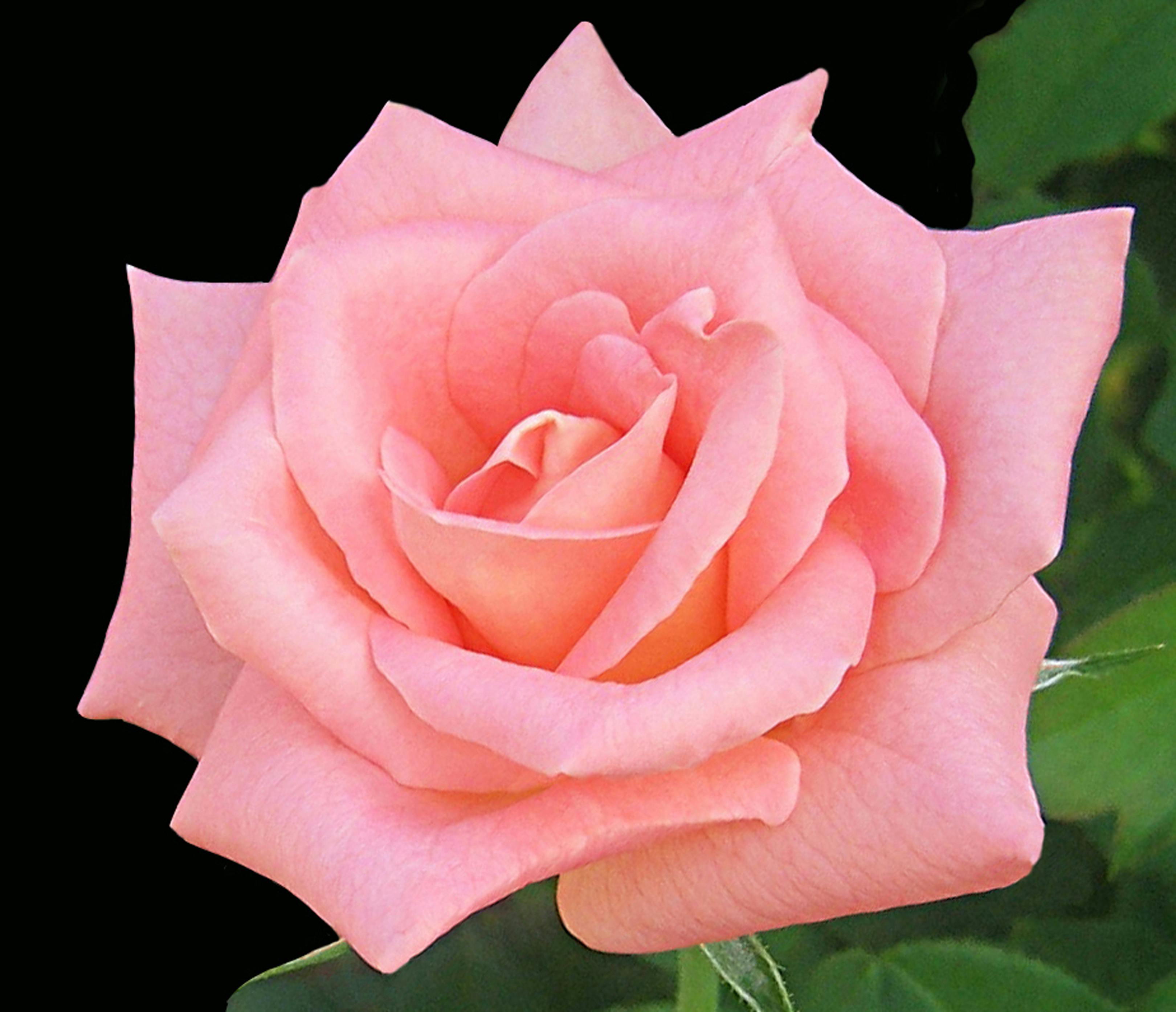 Free stock photo of Peach Rose