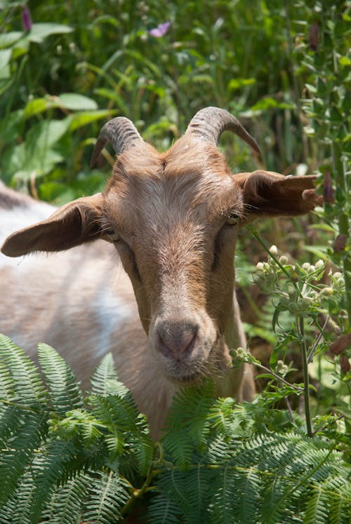 A goat is standing in the grass with its horns sticking out