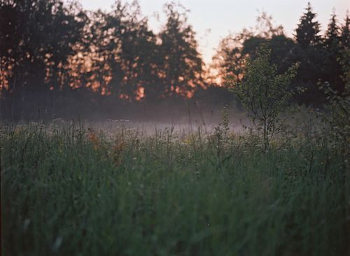 Free A tranquil scene of a misty meadow at sunset with lush greenery and trees. Stock Photo