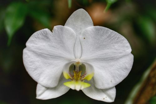 Free Orchid in the botanical garden Stock Photo