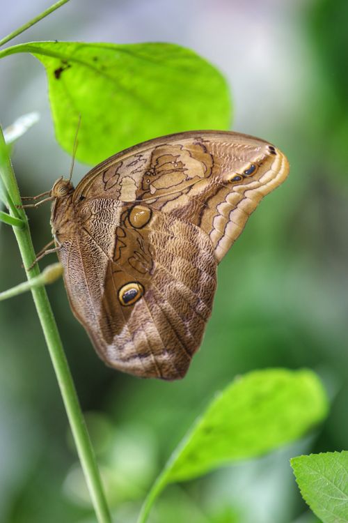 Free Close-up of an owl butterfly on a leaf in Linz, emphasizing its natural beauty and detail. Stock Photo
