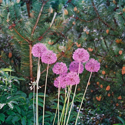 Ilmainen kuvapankkikuva tunnisteilla ikivihreä, kasvit, kukat