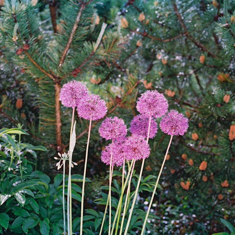 Darmowe zdjęcie z galerii z fioletowy, gałęzie, kwiaty