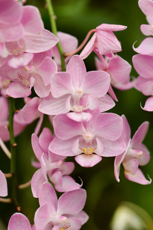 Free Close-up of pink orchids showcasing their delicate petals in a garden setting. Stock Photo