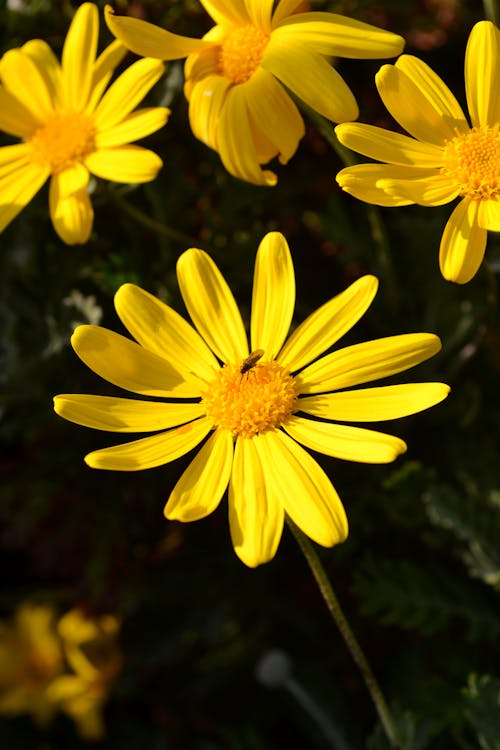 Yellow Flowers in Nature