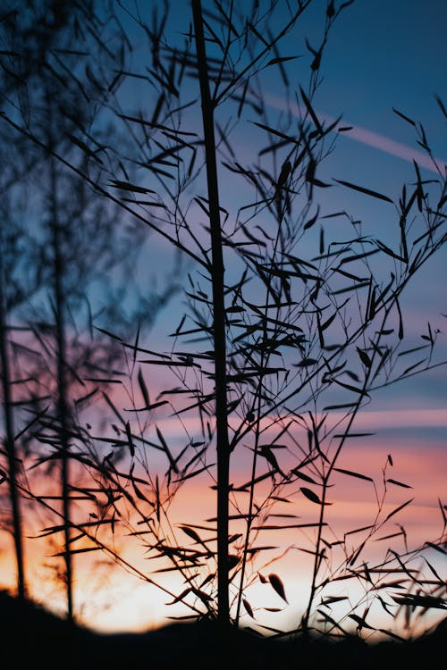 Foto d'estoc gratuïta de arbres, arbust, branques