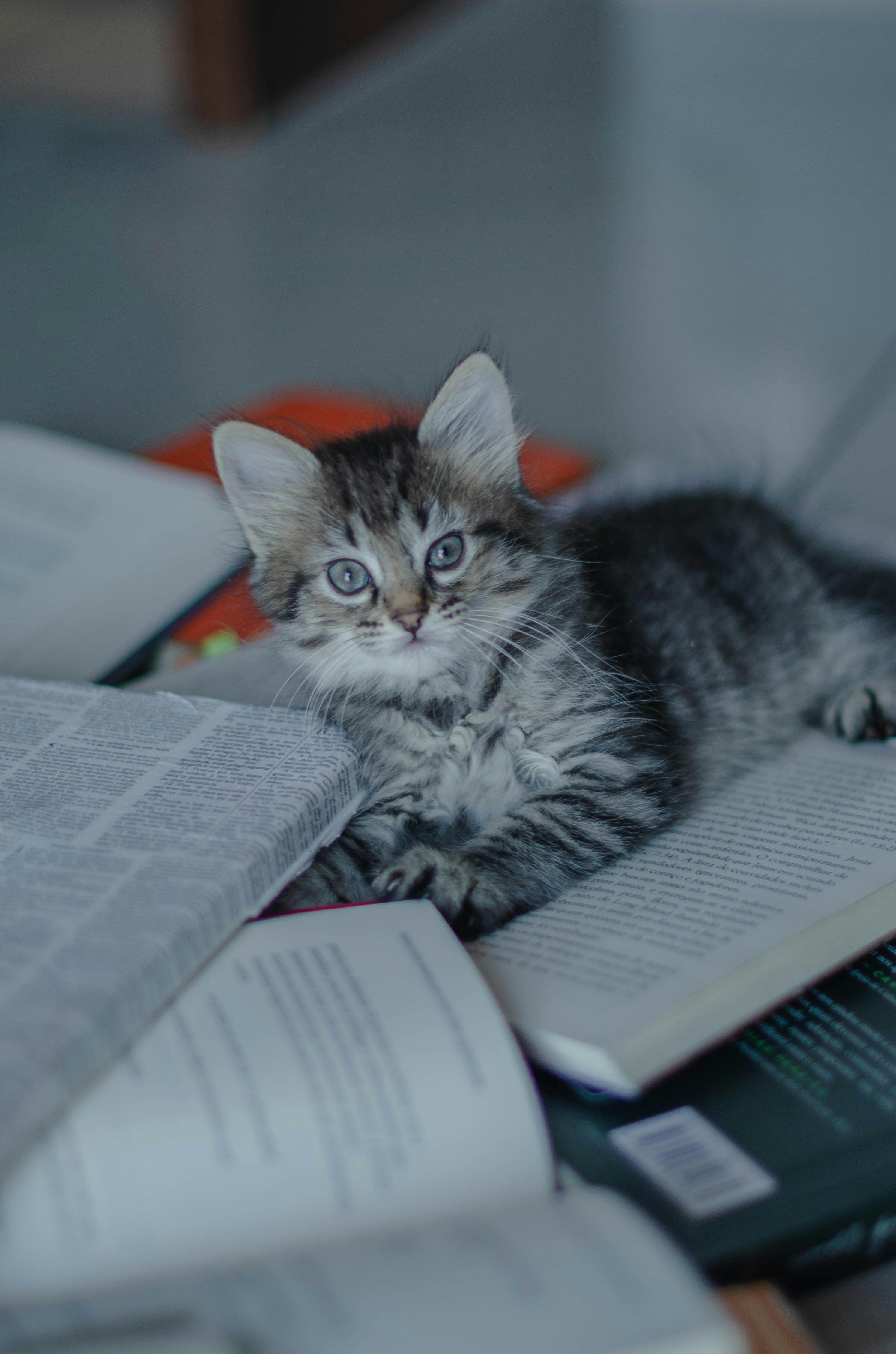 Cattrainingreport Doc