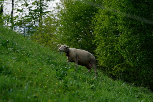 Schaf auf Grüner Wiese