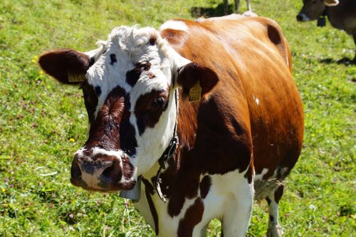 Free A brown and white cow standing in a sunny, green pasture in Engelberg, Switzerland. Stock Photo
