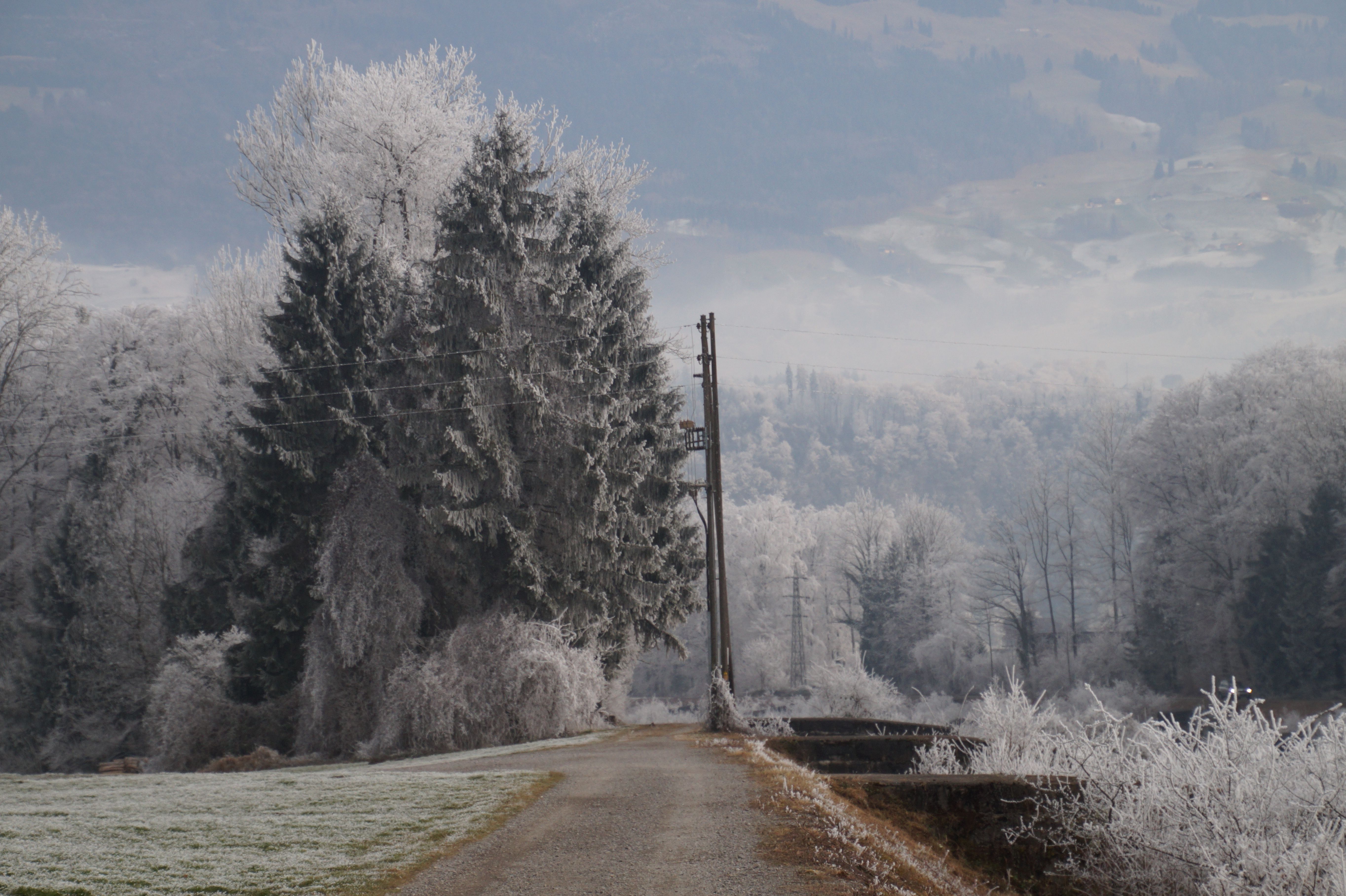 Forest behind Dirt Road in Winter · Free Stock Photo