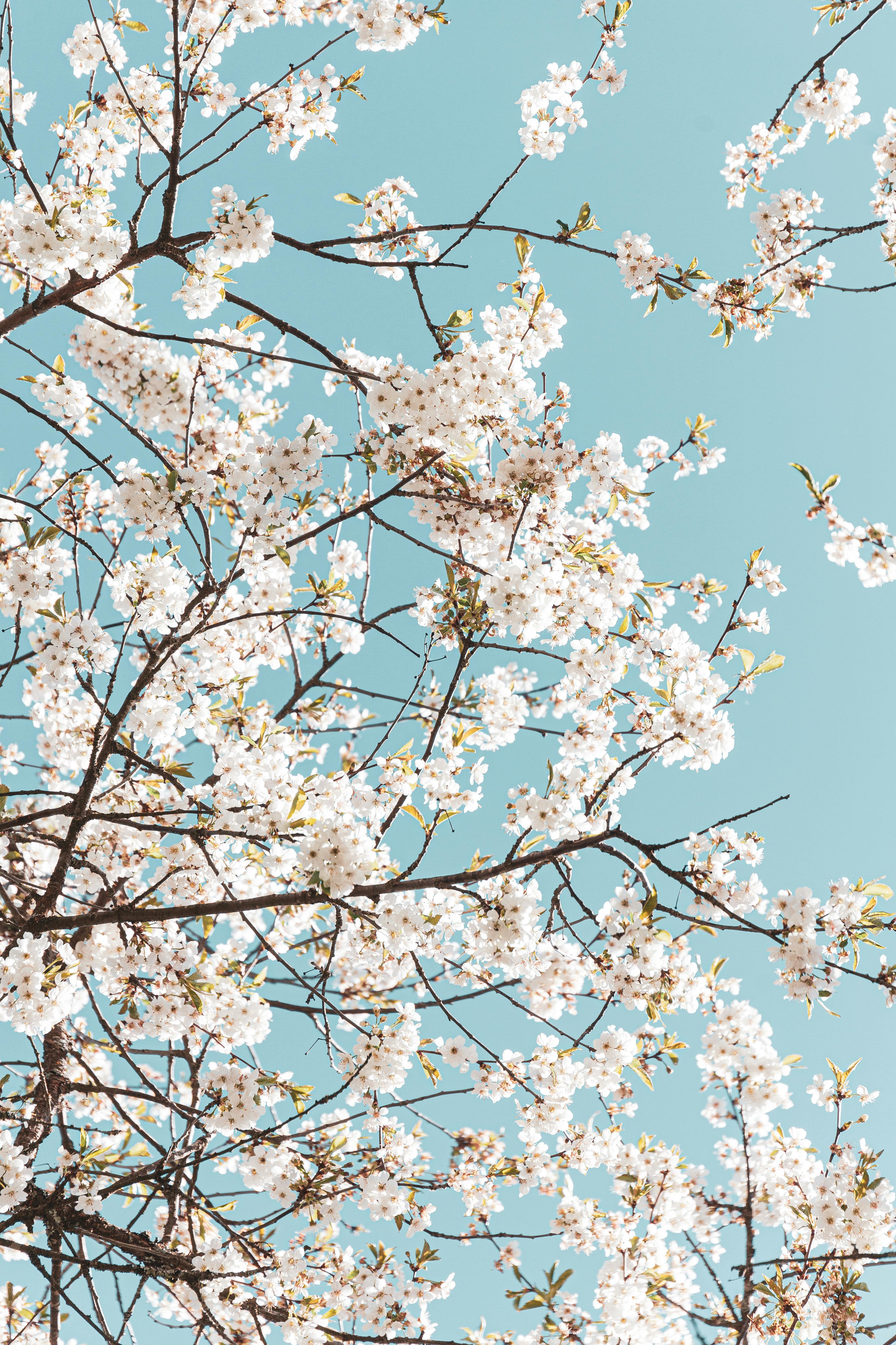 White cherry blossoms bloom on branches against a bright blue spring sky.