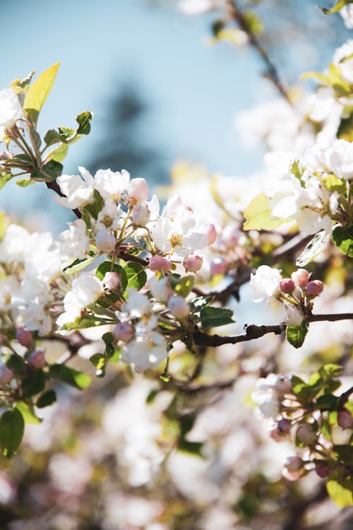 Close-up of Bright Flowers of an Apple Tree in Spring 