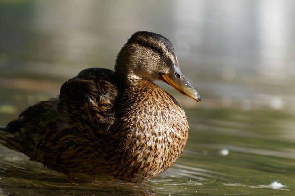 Detailed close-up image of a female mallard duck in Alpnach, showcasing its natural habitat.