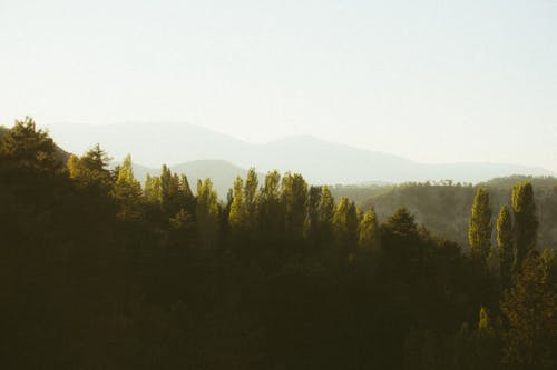 Photo of a Forest and Layers of Mountains in the Background 