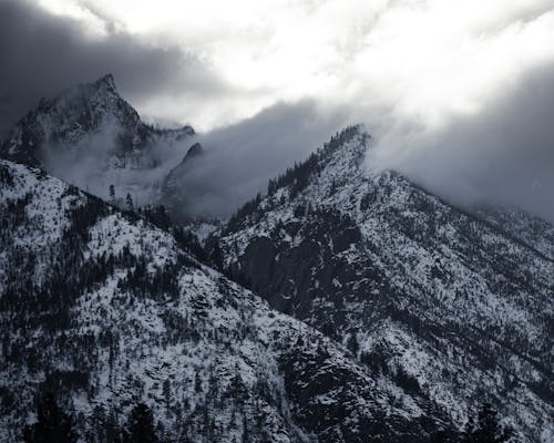 Immagine gratuita di alberi, alto, cloud