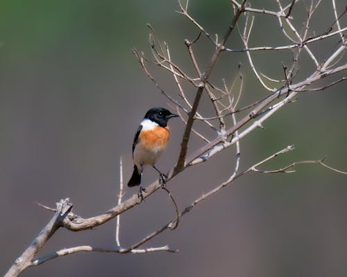 saxicola maurus, 動物攝影, 旧世界捕蝇器 的 免费素材图片