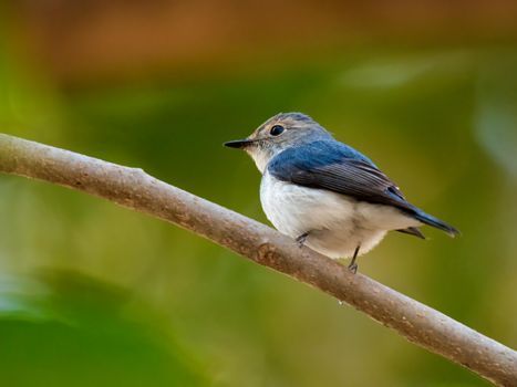 bird