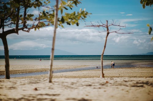 A beach with trees and people walking on it