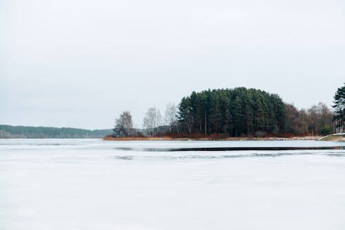 Photos gratuites de forêt, froid, givré