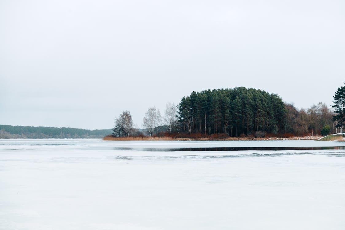 Бесплатное стоковое фото с зима, лед, лес