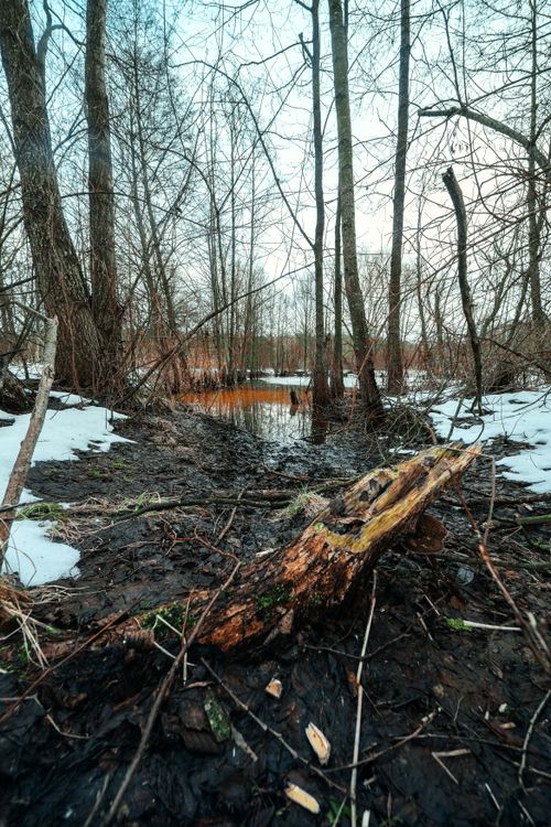 Free Snowy forest with a serene lake in Minsk Region, Belarus. Tranquil winter landscape. Stock Photo