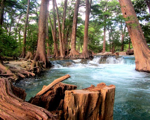 A river flowing through a forest with trees