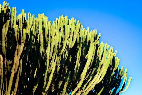 Zdjęcie Kaktusa W Ciągu Dnia
