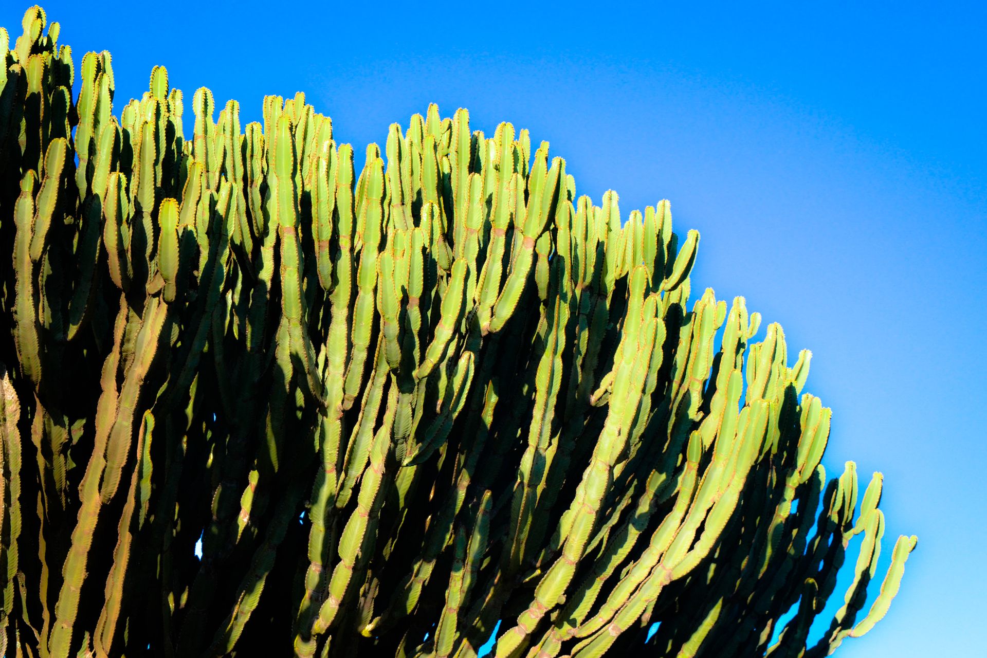Photo of Cactus During Daytime
