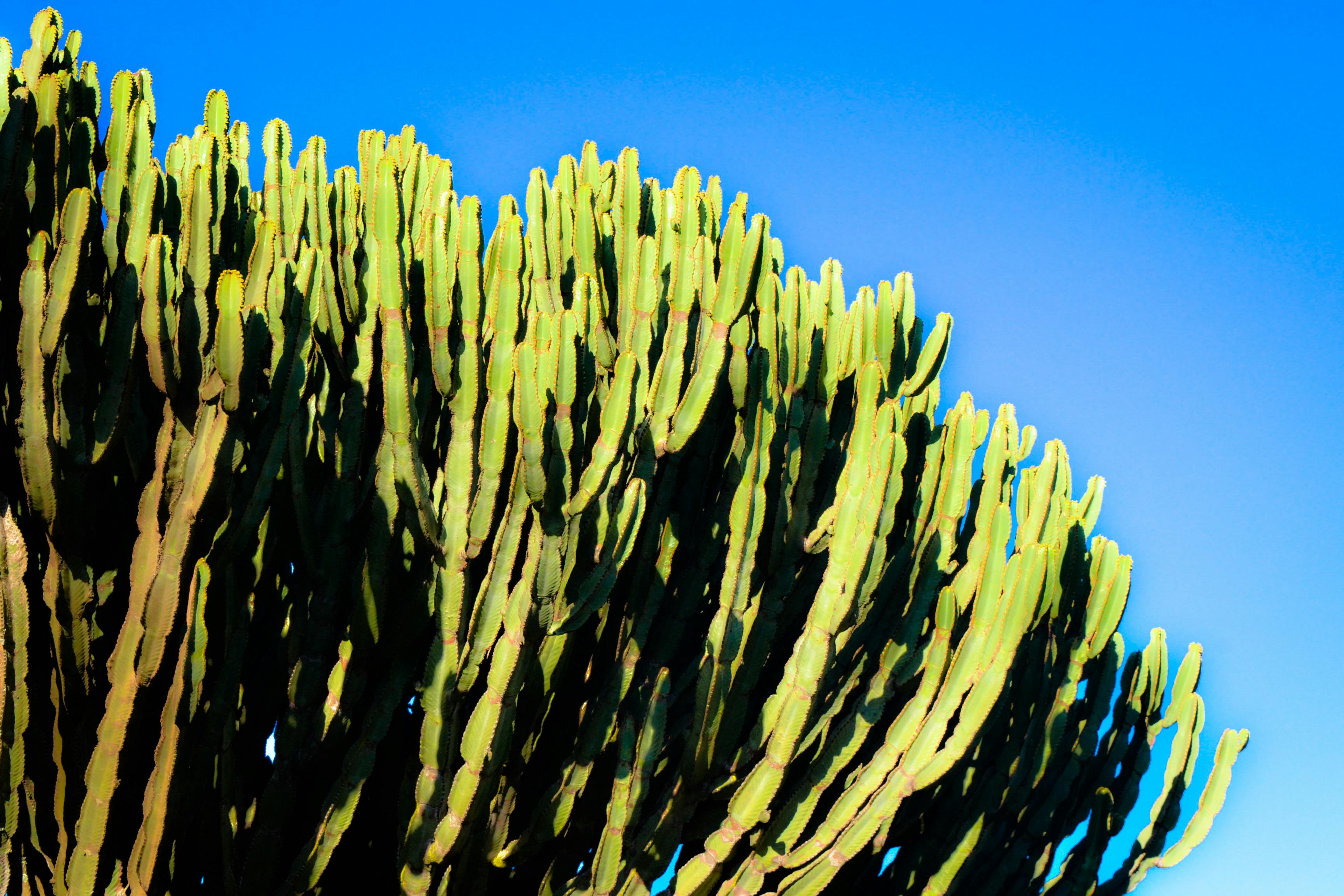 Photo of Cactus During Daytime · Free Stock Photo