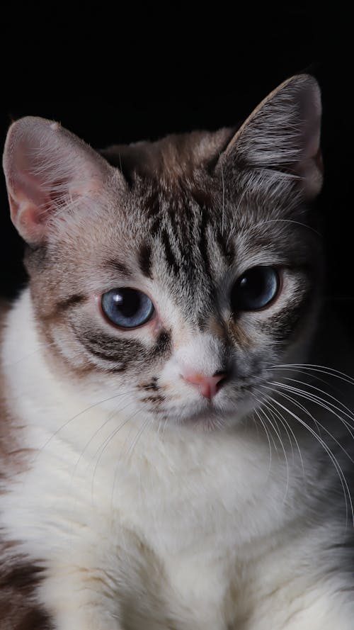 Kostenloses Stock Foto zu blaue augen, häuslich, haustier