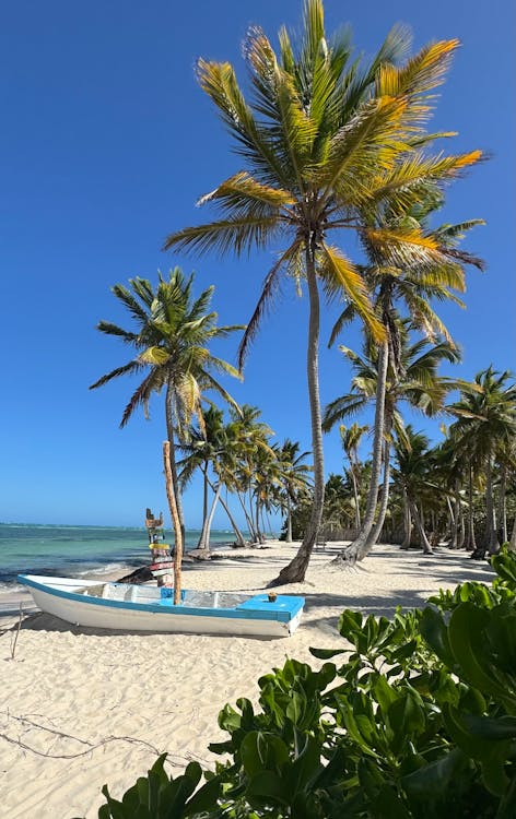 A boat on the beach with palm trees