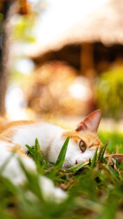 A cat laying in the grass with its eyes closed