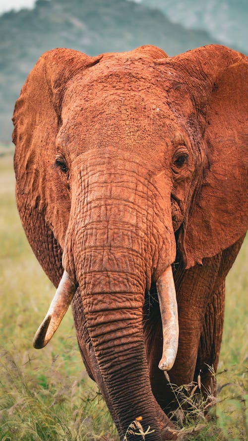 Photo of an African Elephant on a Field 