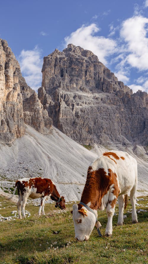 Two cows grazing in a field with mountains in the background