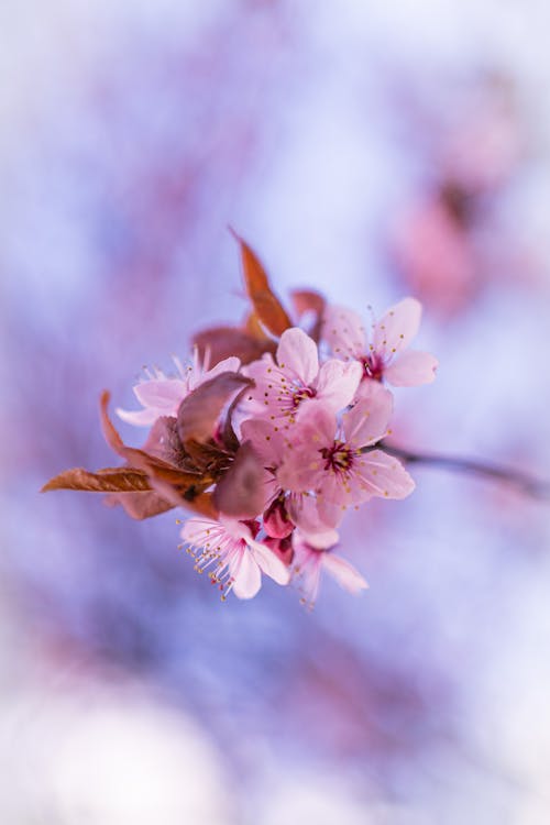 A close up of a pink cherry blossom