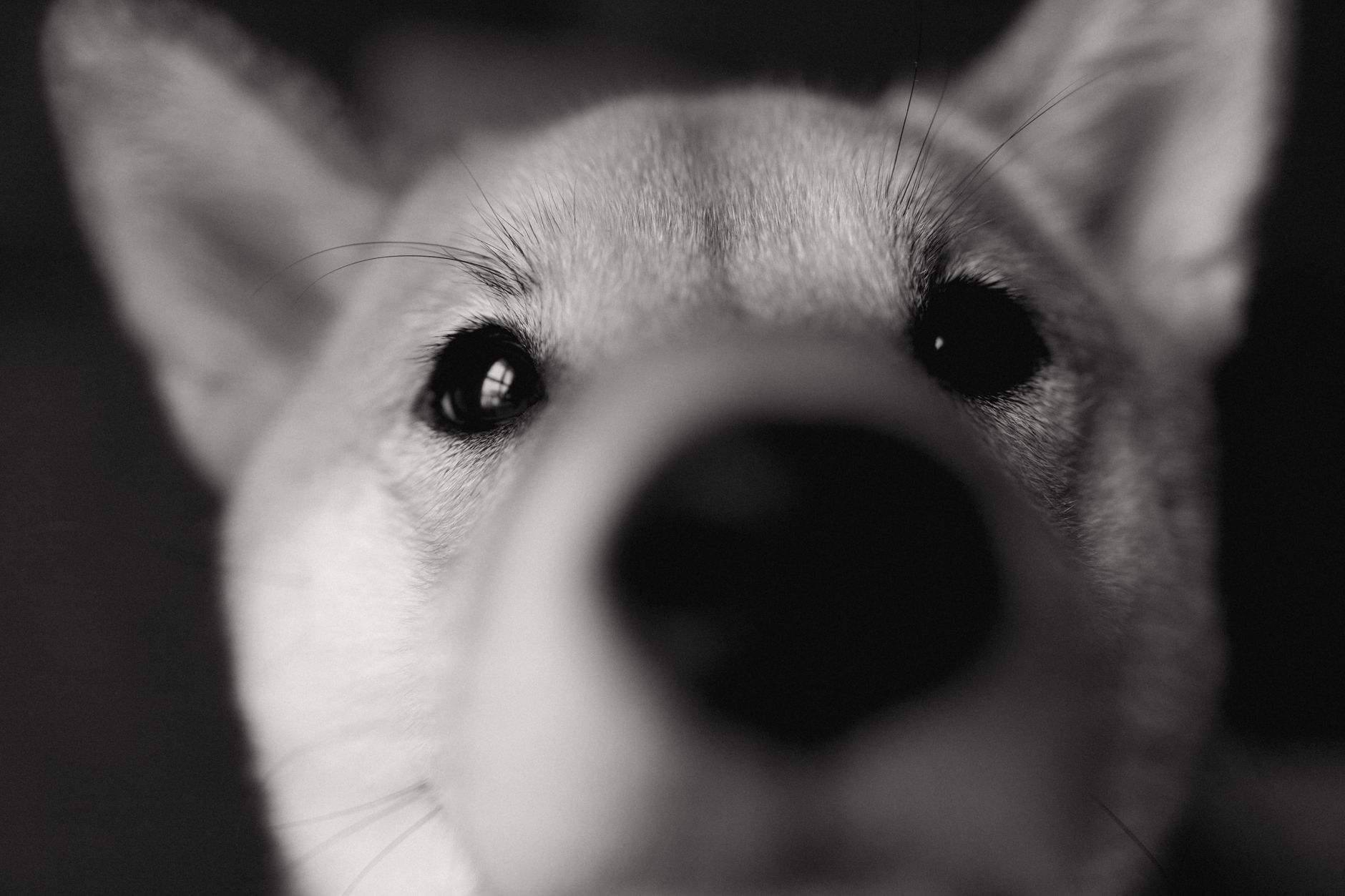 A detailed black and white close-up of a Shiba Inu's face showcasing its adorable features.
