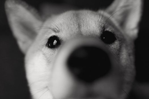 A detailed black and white close-up of a Shiba Inu's face showcasing its adorable features.