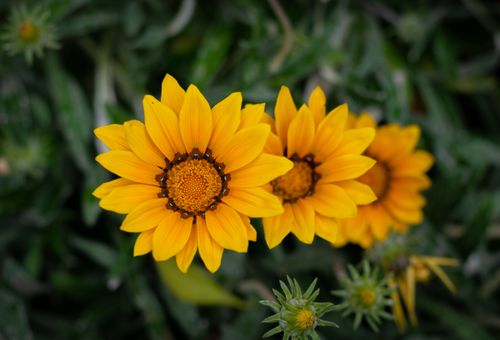 Free Vibrant yellow gazania flowers in full bloom with lush green background in Tunis, Tunisia. Stock Photo