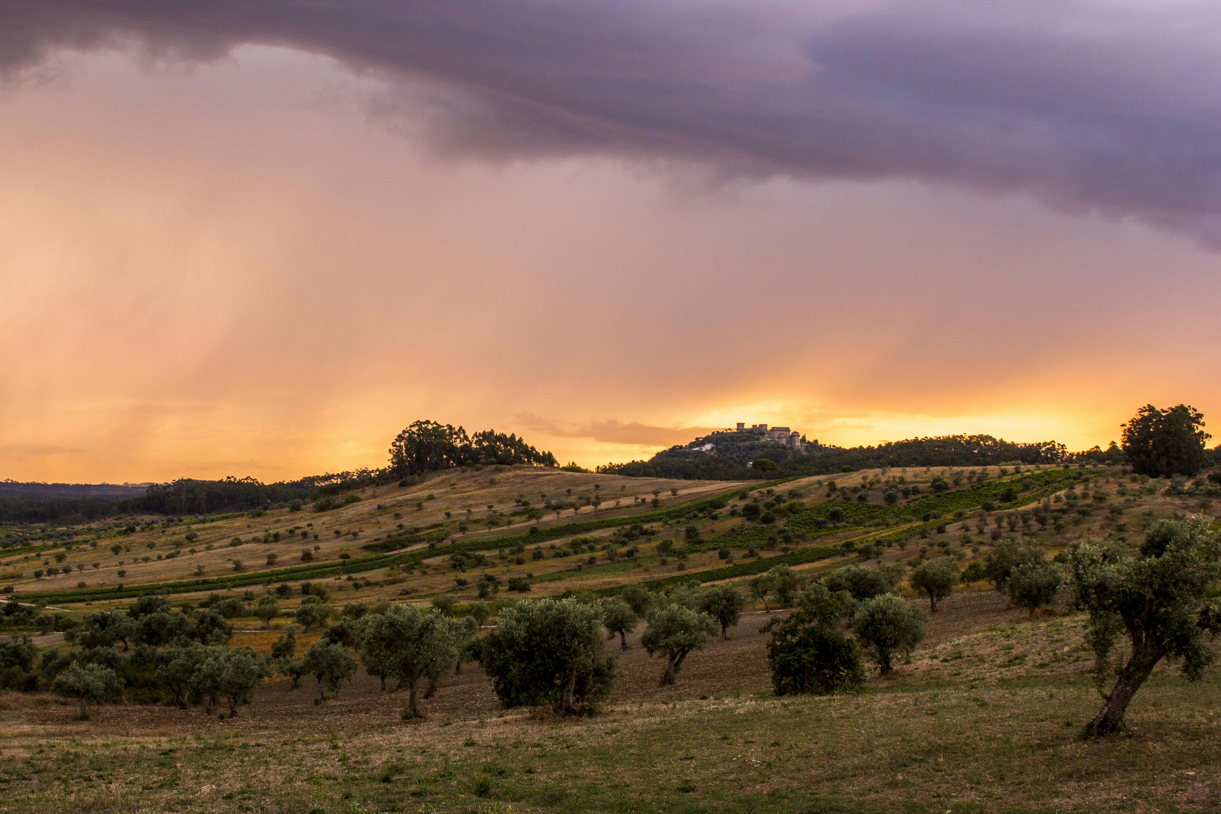 Collines vallonnées avec des oliviers dans un paysage méditerranéen